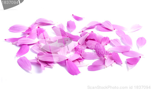 Image of Petals