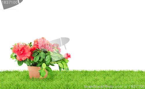 Image of Flower in a flowerpot