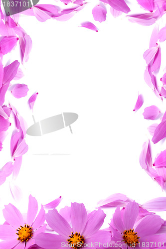 Image of Petals of flowers 