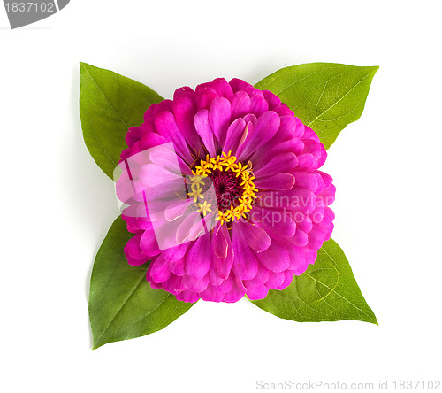 Image of Flowers