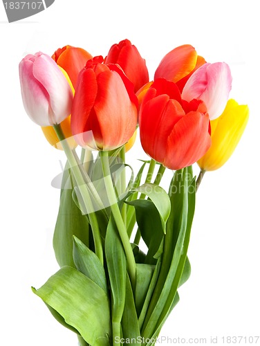 Image of Bunch of tulips 