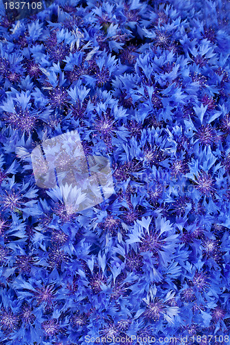 Image of Beautiful spring flowers blue cornflower on background