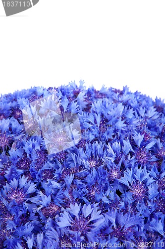 Image of Beautiful spring flowers blue cornflower on background