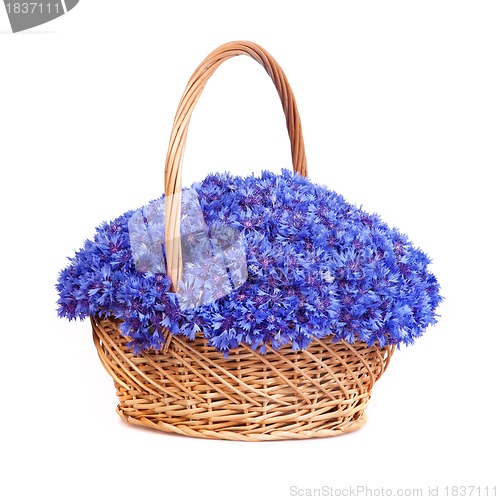 Image of Beautiful blue cornflowers in a basket