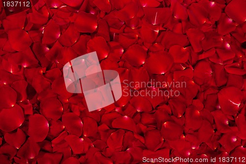 Image of Background of red rose petals