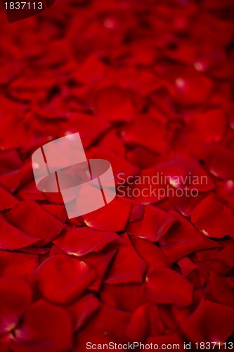 Image of Background of red rose petals