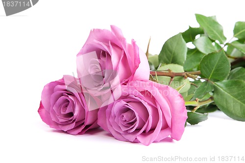 Image of Three fresh pink roses over white background