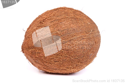 Image of Coconut on a white background