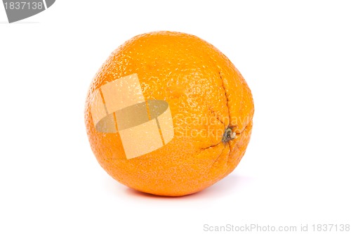 Image of Orange