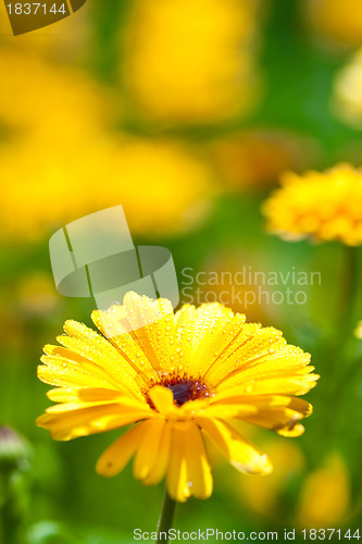 Image of  gerber flower with water drops