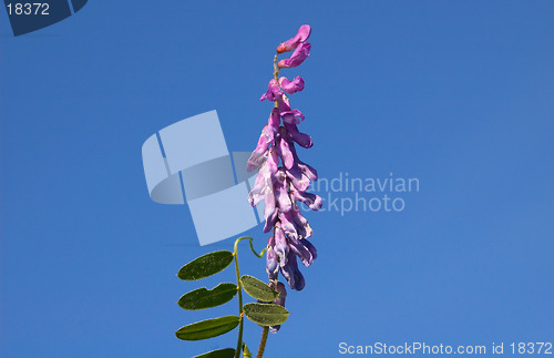 Image of Tufted Vetch