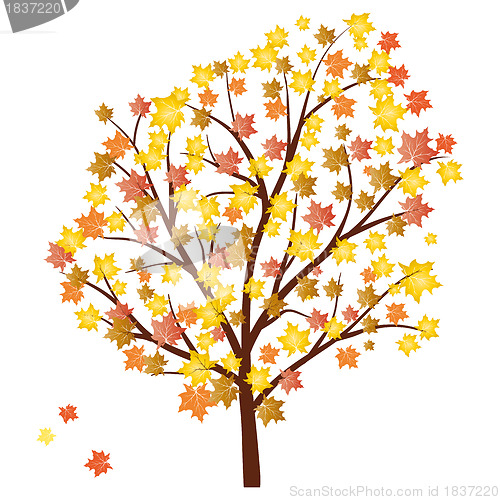 Image of Autumn maples