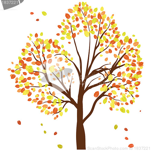 Image of Autumn birch