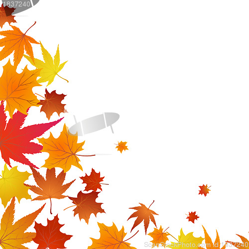 Image of Autumn maples