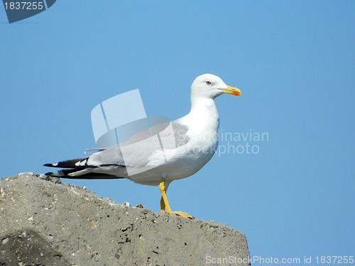 Image of Seagul