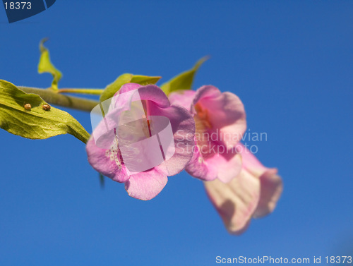 Image of fox glove and bug