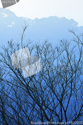 Image of tree and mountain in winter blue