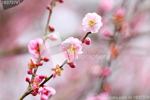 Image of Flowers of cherry blossoms on spring day