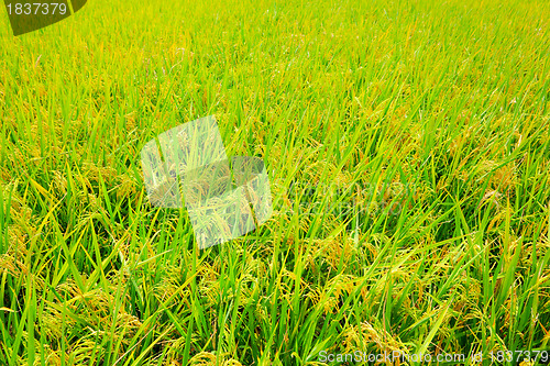 Image of paddy field