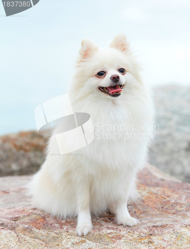 Image of white pomeranian dog