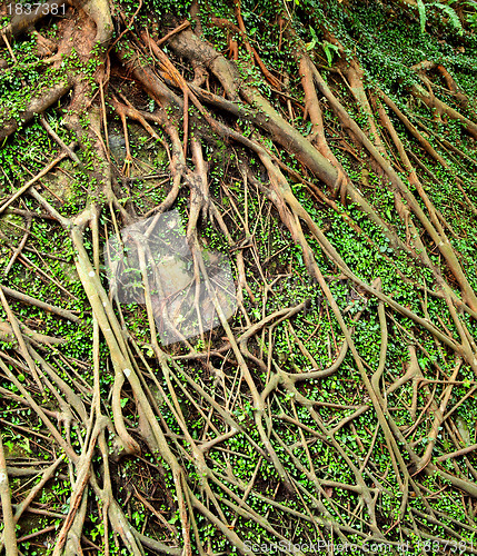 Image of root tree background