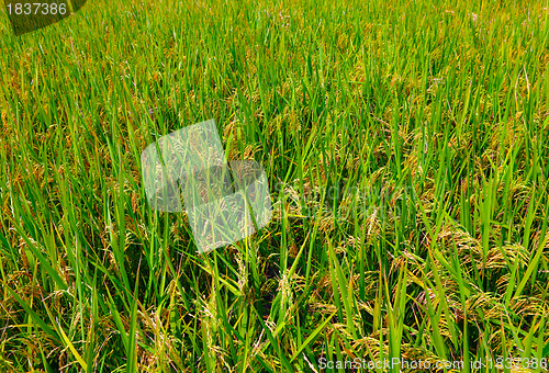 Image of Green field, Asia paddy field