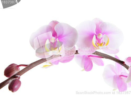 Image of orchid flower