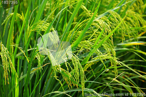 Image of Asia paddy rice field