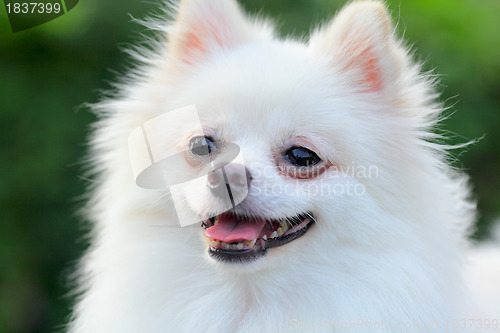 Image of white pomeranian dog