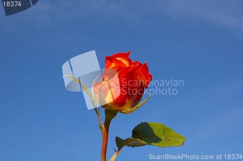 Image of Red Rose