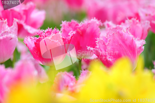 Image of tulip in flower field