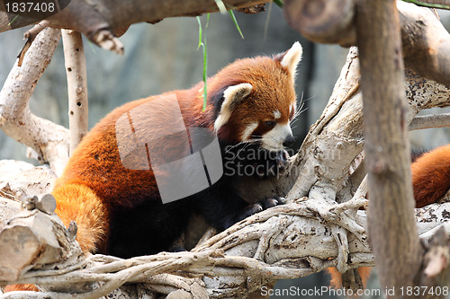 Image of red panda