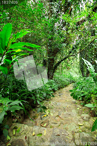 Image of forest path road