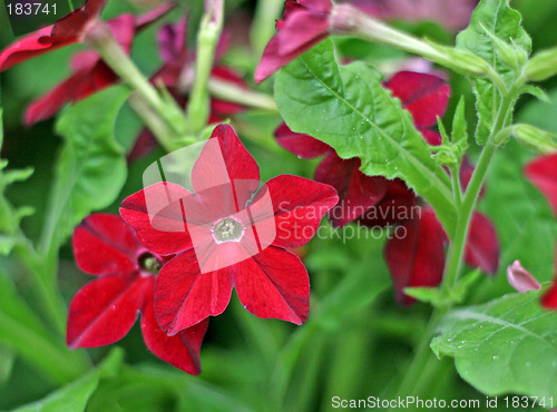 Image of Red flowers