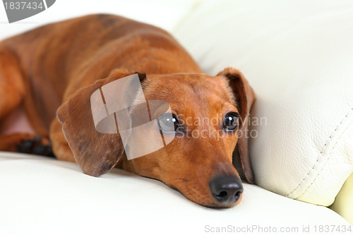 Image of dachshund dog on sofa