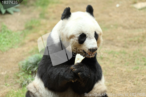 Image of giant panda