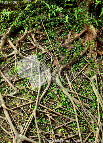 Image of root tree background