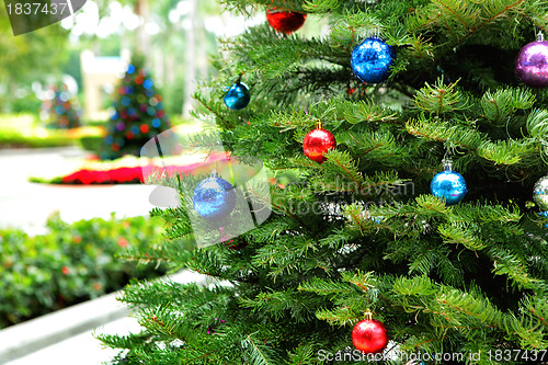 Image of Christmas tree in garden