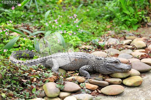 Image of Crocodile