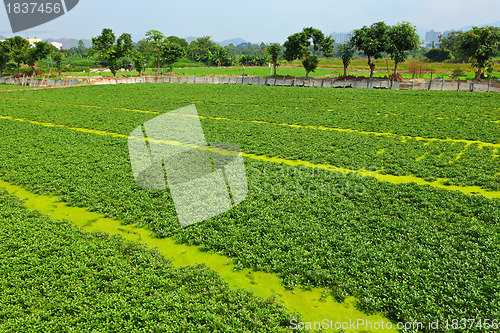 Image of field