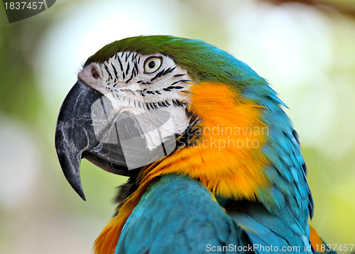 Image of colorful macaw