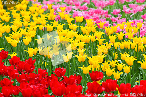 Image of tulip in flower field