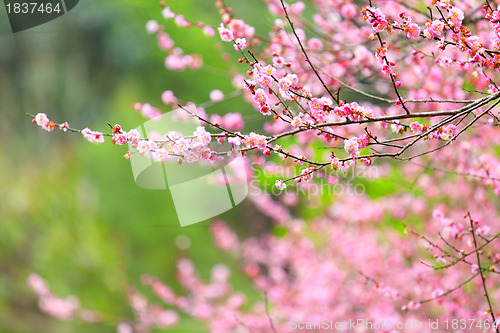 Image of Flowers of cherry blossoms on spring day