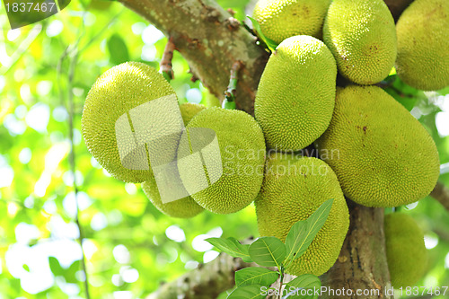 Image of Jackfruit on tree