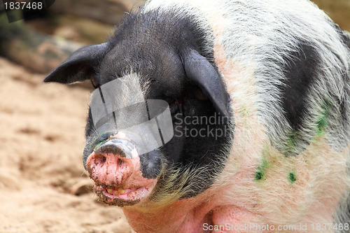 Image of pig