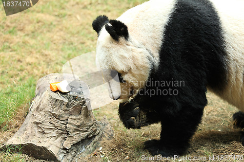 Image of giant panda eating