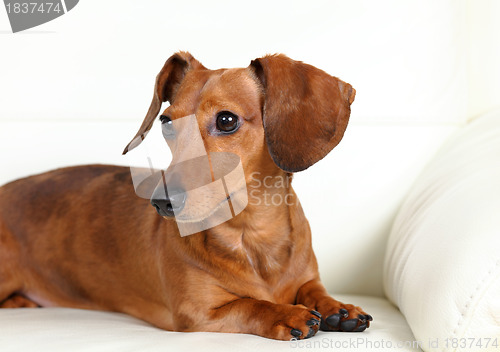 Image of dachshund dog on sofa