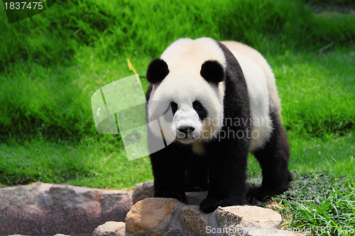 Image of panda