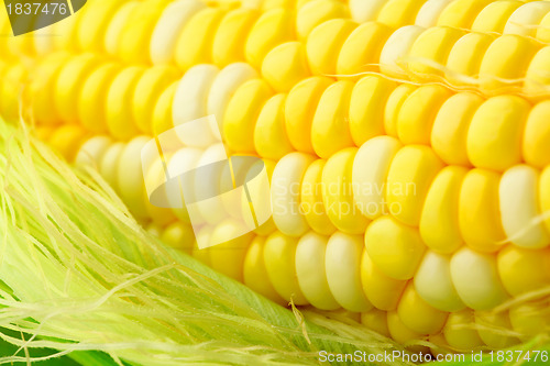 Image of corn cob with green leaves