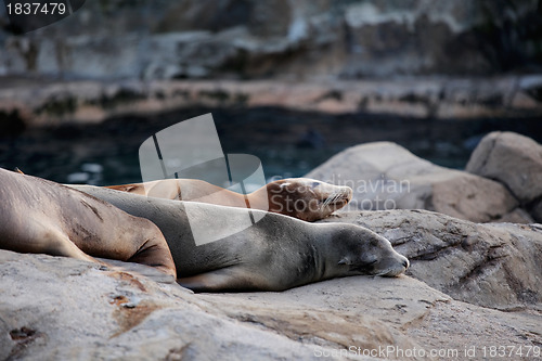 Image of sea lion sleeping